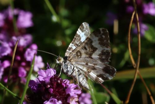 Epirrhoe tristata
